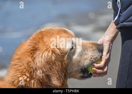 Close-up of a beautiful Golden Retriever dog humide avec museau blanc donnant une balle de tennis dans la main d'une personne avec un arrière-plan flou de l'eau et le sable Banque D'Images