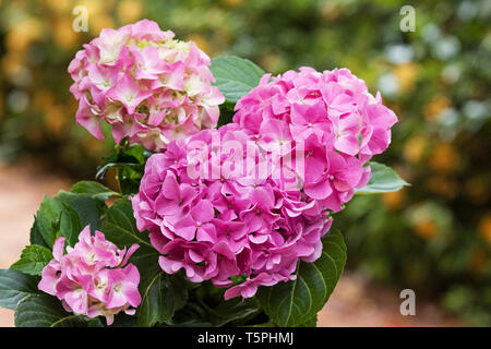 Hortensias rose dans un jardin Banque D'Images