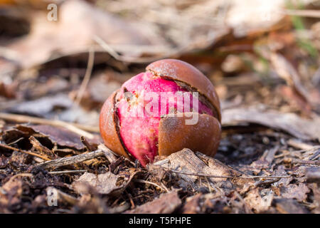 Un chêne rouge (Quercus rubra) la germination des glands dans le soleil du printemps. Banque D'Images