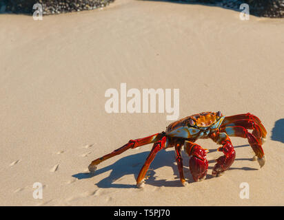 Sally Lightfoot crab sur le sable blanc Banque D'Images