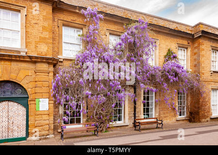 Northampton. 26 avril 2019. Météo France : la météo. Beau temps en fin de matinée, Abington Park à la recherche avec la glycine en fleurs colorées sur le devant du Musée. Credit : Keith J Smith./Alamy Live News Banque D'Images