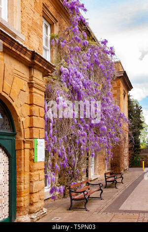 Northampton. 26 avril 2019. Météo France : la météo. Beau temps en fin de matinée, Abington Park à la recherche avec la glycine en fleurs colorées sur le devant du Musée. Credit : Keith J Smith./Alamy Live News Banque D'Images