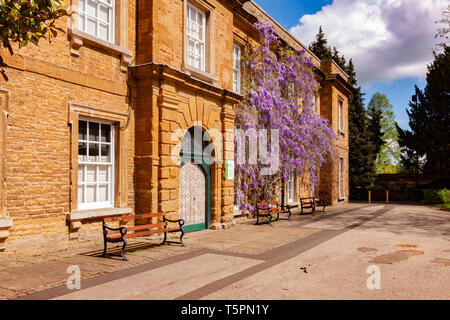 Northampton. 26 avril 2019. Météo France : la météo. Beau temps en fin de matinée, Abington Park à la recherche avec la glycine en fleurs colorées sur le devant du Musée. Credit : Keith J Smith./Alamy Live News Banque D'Images