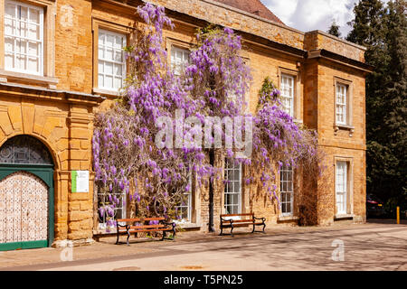 Northampton. 26 avril 2019. Météo France : la météo. Beau temps en fin de matinée, Abington Park à la recherche avec la glycine en fleurs colorées sur le devant du Musée. Credit : Keith J Smith./Alamy Live News Banque D'Images