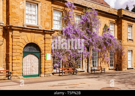 Northampton. 26 avril 2019. Météo France : la météo. Beau temps en fin de matinée, Abington Park à la recherche avec la glycine en fleurs colorées sur le devant du Musée. Credit : Keith J Smith./Alamy Live News Banque D'Images