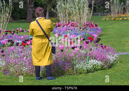 Bournemouth, Dorset, Royaume-Uni. 26 avril 2019. Météo au Royaume-Uni : une émeute de couleur dans les jardins inférieurs de Bournemouth, les visiteurs étant attirés par les tulipes de fleurs colorées et les bleus et blancs roses, oubliez-moi les nots qui veulent prendre des photos d'eux ou prendre leur photo avec eux. Crédit: Carolyn Jenkins/Alay Live News Banque D'Images