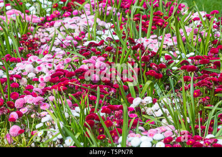 Bournemouth, Dorset, UK. 26 avr 2019. Météo France : une explosion de couleurs dans les jardins de Bournemouth, de fleurs colorées dans les lits de fleurs colorées. Credit : Carolyn Jenkins/Alamy Live News Banque D'Images