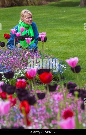 Bournemouth, Dorset, Royaume-Uni. 26 avril 2019. Météo au Royaume-Uni : une émeute de couleur dans les jardins inférieurs de Bournemouth, les visiteurs étant attirés par les tulipes de fleurs colorées et les bleus et blancs roses, oubliez-moi les nots qui veulent prendre des photos d'eux ou prendre leur photo avec eux. Crédit: Carolyn Jenkins/Alay Live News Banque D'Images