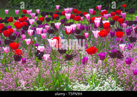 Bournemouth, Dorset, Royaume-Uni. 26 avril 2019. Météo au Royaume-Uni : une émeute de couleur dans les jardins inférieurs de Bournemouth, avec des tulipes de fleurs colorées et des bleus et blancs roses m'oublient les nots dans les lits de fleurs colorés. Crédit: Carolyn Jenkins/Alay Live News Banque D'Images