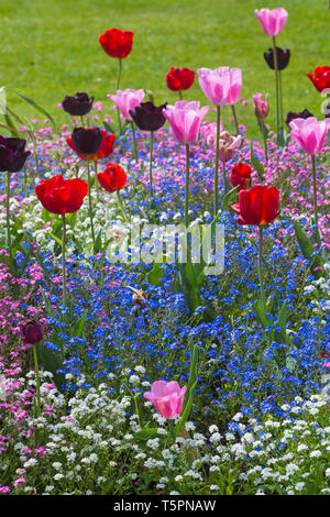 Bournemouth, Dorset, Royaume-Uni. 26 avril 2019. Météo au Royaume-Uni : une émeute de couleur dans les jardins inférieurs de Bournemouth, avec des tulipes de fleurs colorées et des bleus et blancs roses m'oublient les nots dans les lits de fleurs colorés. Crédit: Carolyn Jenkins/Alay Live News Banque D'Images