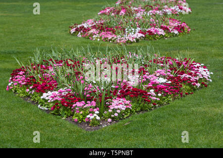 Bournemouth, Dorset, UK. 26 avr 2019. Météo France : une explosion de couleurs dans les jardins de Bournemouth, de fleurs colorées dans les tulipes fleurs colorées. Credit : Carolyn Jenkins/Alamy Live News Banque D'Images