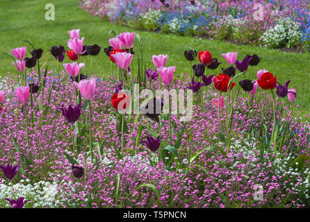 Bournemouth, Dorset, Royaume-Uni. 26 avril 2019. Météo au Royaume-Uni : une émeute de couleur dans les jardins inférieurs de Bournemouth, avec des tulipes de fleurs colorées et des bleus et blancs roses m'oublient les nots dans les lits de fleurs colorés. Crédit: Carolyn Jenkins/Alay Live News Banque D'Images