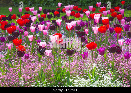 Bournemouth, Dorset, Royaume-Uni. 26 avril 2019. Météo au Royaume-Uni : une émeute de couleur dans les jardins inférieurs de Bournemouth, avec des tulipes de fleurs colorées et des bleus et blancs roses m'oublient les nots dans les lits de fleurs colorés. Crédit: Carolyn Jenkins/Alay Live News Banque D'Images