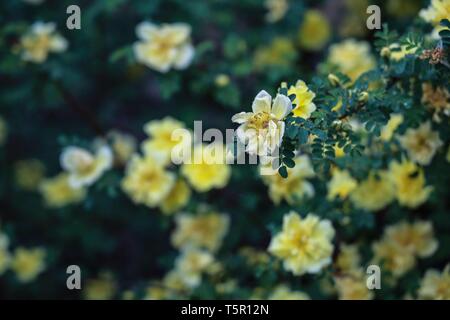 Beijing, Chine. Apr 24, 2019. Photo prise le 24 avril 2019 montre des fleurs dans le Palais d'été de Beijing, capitale de la Chine. Credit : Zhang Haofu/Xinhua/Alamy Live News Banque D'Images