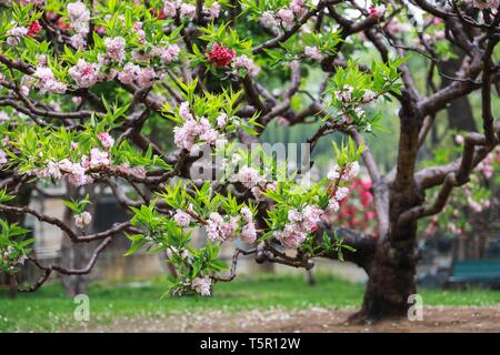 Beijing, Chine. Apr 24, 2019. Photo prise le 24 avril 2019 montre peach fleurs dans le Palais d'été de Beijing, capitale de la Chine. Credit : Zhang Haofu/Xinhua/Alamy Live News Banque D'Images