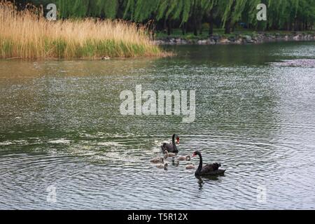 Beijing, Chine. Apr 24, 2019. Les cygnes noirs sont vus dans le Palais d'été de Beijing, capitale de Chine, le 24 avril 2019. Credit : Zhang Haofu/Xinhua/Alamy Live News Banque D'Images