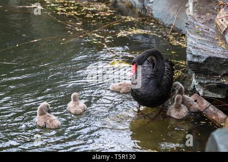 Beijing, Chine. Apr 24, 2019. Les cygnes noirs sont vus dans le Palais d'été de Beijing, capitale de Chine, le 24 avril 2019. Credit : Zhang Haofu/Xinhua/Alamy Live News Banque D'Images