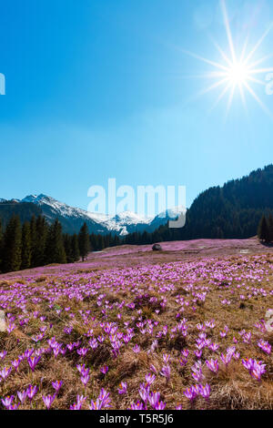 Vallée de montagne pleine de printemps crocus en fleurs sauvages lors d'une journée ensoleillée avec des sommets enneigés à l'horizon Banque D'Images