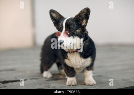 Welsh Corgi Cardigan petit chien à lunettes lunettes rose Banque D'Images