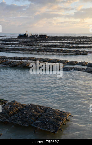 Les huîtres de Veules-les-Roses (Normandie, nord de la France), sur la "Côte d'Albâtre' (côte normande). Les ostréiculteurs au milieu d'huîtres *** Loc Banque D'Images