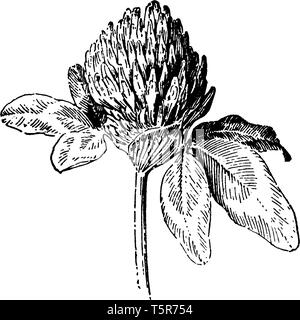 Fleur de trèfle rouge, les fleurs sont rose foncé avec une base plus pâle, vintage dessin ou gravure illustration. Illustration de Vecteur