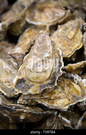 Les huîtres de Veules-les-Roses (Normandie, nord de la France), sur la "Côte d'Albâtre' (côte normande) *** légende locale *** Banque D'Images