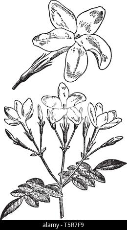 Dessin De Fleurs De Jasmin Illustration Noir Et Blanc Avec