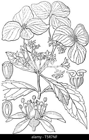 Il s'agit d'une photo est montrant les différentes parties de l'Hydrangea flower comme flower, les graines et les feuilles, vintage dessin ou gravure illustration. Illustration de Vecteur