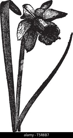 Une photo est montrant jonquille, communément connu sous le nom de Narcisse. Cela appartient à la famille amaryllidacées. Leurs fleurs sont de couleur jaune ou blanc avec six pétales. Illustration de Vecteur