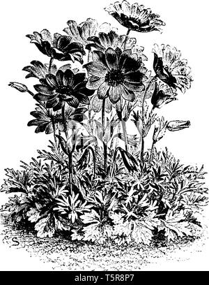 Une photo montre une plante d'Anemone Fulgens fleur. L'anemone fulgens est une fleur écarlate éblouissante avec un patch noir central d'étamines. Cette f Illustration de Vecteur