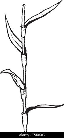 Photo montre l'arrangement des feuilles de plante. La morphologie de Carex Les feuilles sont disposées en spirale sur trois rangs vintage dessin ou gravure illustrat Illustration de Vecteur
