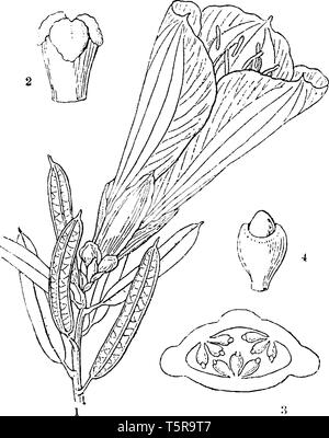 Cette photo montre une Philesia et Copihue. Cette photo montre une partie intérieure de fleur. Les pétales sont longues et arrondies et côté intérieur de flo Illustration de Vecteur