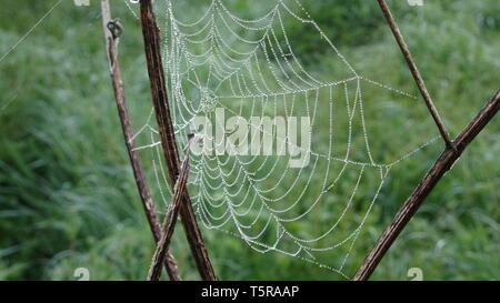 Toiles d'araignées par la rosée au printemps. Prises à Bristol UK Banque D'Images