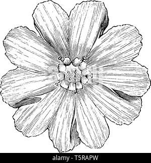 Il s'agit d'une image de la corolle de Lychnis Fulgens Sieboldi. C'est une plante à fleurs avec de très grandes fleurs blanc pur et vintage, dessin ou engra Illustration de Vecteur