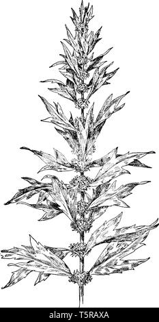 Motherwort est également appelé comme Leonurus cardiaca. Cette plante est le mieux pour une utilisation médicinale, vintage dessin ou gravure illustration. Illustration de Vecteur