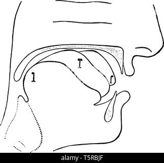 Bases physiologiques de la Visible Speech Symboles pour les positions de voyelles se distinguent en ayant toujours la voix phalange du pouce, vin accentués Illustration de Vecteur