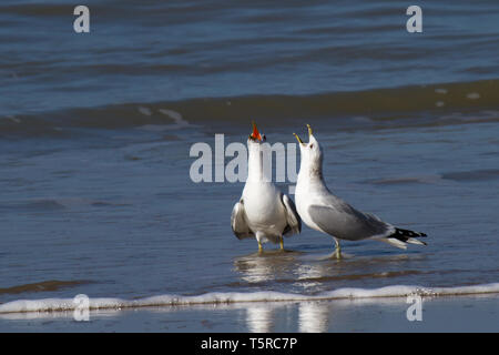 Mouettes hurlant dans l'eau à plat sur la plage Banque D'Images