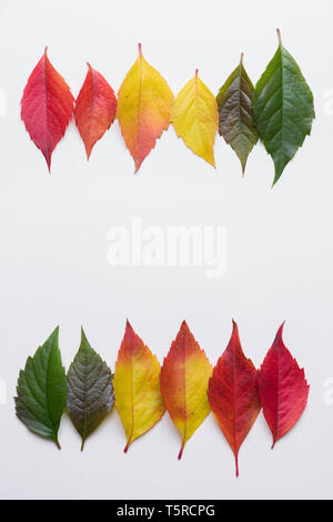 Deux rangées de feuilles d'automne gradient coloré sur fond blanc avec copie espace Banque D'Images
