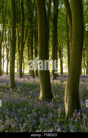 Un tapis de jacinthes des bois à Badbury en touffe, Oxfordshire. Banque D'Images