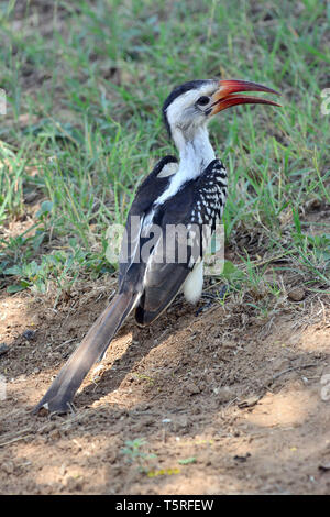 Hornbill à bec rouge, Rotschnabeltoko, Calao à bec rouge, Tockus erythrorhynchus, piroscsőrű tokó, vöröscsőrű tokó Banque D'Images