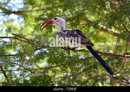 Hornbill à bec rouge, Rotschnabeltoko, Calao à bec rouge, Tockus erythrorhynchus, piroscsőrű tokó, vöröscsőrű tokó Banque D'Images