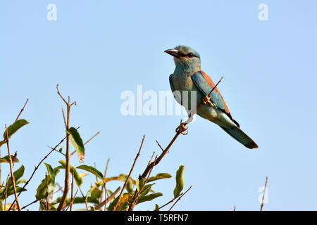 Rouleau d'Europe Blauracke, Coracias garrulus, garrulus, szalakóta Banque D'Images