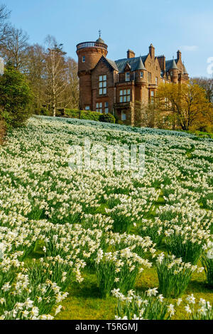 Banque de jonquilles au Jardins de Threave près de Castle Douglas, Dumfries et Galloway, en Écosse. Maison et jardins sont ouverts au public. Banque D'Images