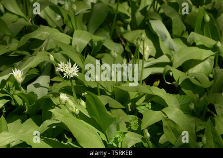 Ours des bois plante en fleur, POIREAU Allium ursinum ou ail sauvage ou ramsons ou buckrams ou de bois ou d'Ail Ail à larges feuilles au printemps avec flo blanc Banque D'Images
