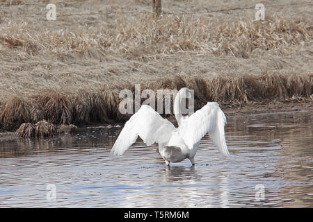 Les cygnes trompettes (Cygnus buccinato) Retour à la grande région des Prairies de l'Alberta, et s'arrêter au sud de l'Alberta d'étangs sur leur migration Banque D'Images