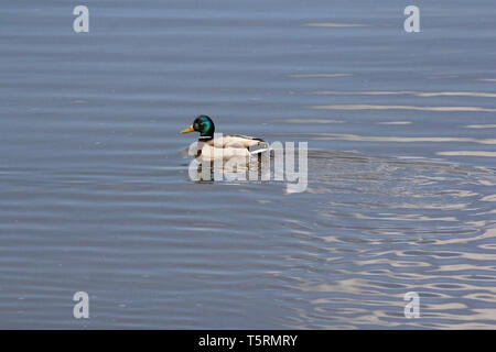 Canard colvert retour à l'Alberta, et d'arrêter dans les nombreux étangs d'Alberta sur leur migration vers le nord.. Banque D'Images