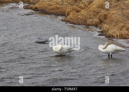 Les cygnes trompettes (Cygnus buccinato) Retour à la grande région des Prairies de l'Alberta, et s'arrêter au sud de l'Alberta d'étangs sur leur migration Banque D'Images