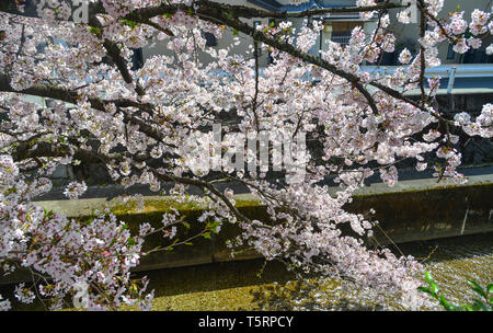 Avec des fleurs de cerisiers à Kyoto, au Japon. Cerisiers en fleurs (Sakura) commencera à fleurir autour de la fin mars au Japon. Banque D'Images