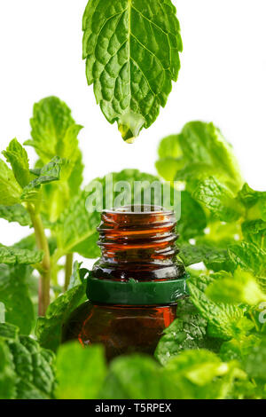 Essence de plante de menthe s'égoutte dans un cosmétique bouteille. Des gouttes d'huile essentielle de la feuille à la bouteille. L'essentiel, l'Aromathérapie cosmétiques liquides. Banque D'Images