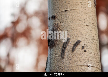 L'ours noir (Ursus americanus) griffes en tronc d'arbre Banque D'Images